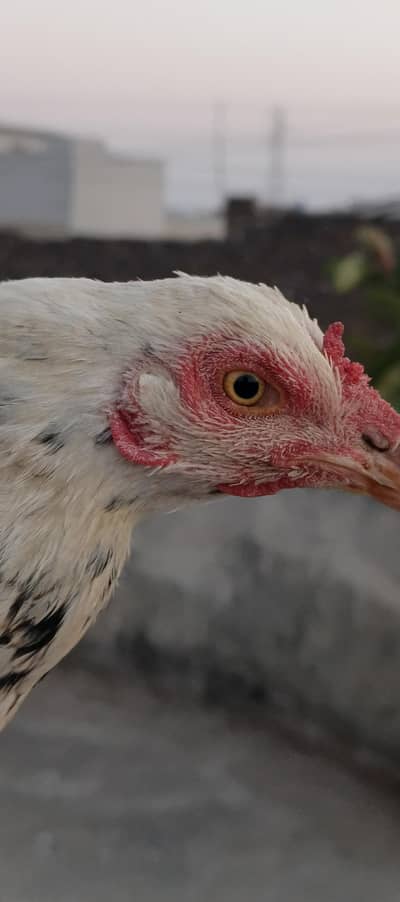 Assel aor muski madi forsale