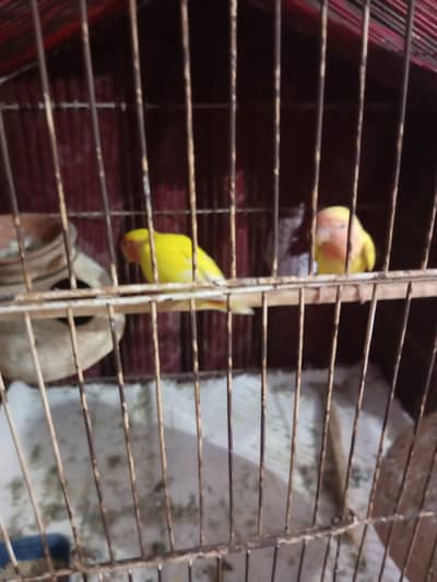 1 pear lotino 4 peace bajri patthe