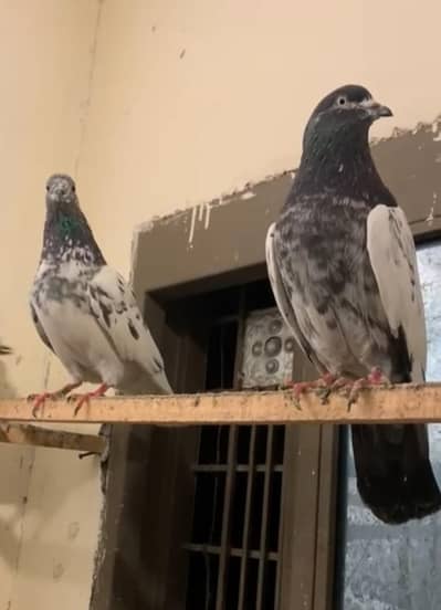 High flyer plus breeder pigeons for sale