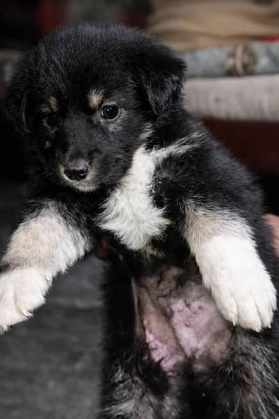 German shift cross dog for male