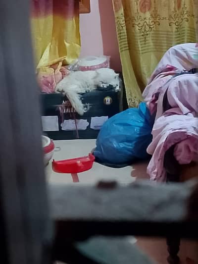 persion cat available