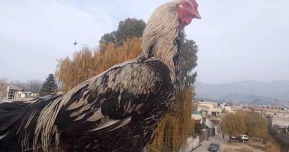 jawa aseel murga fully breeder and 2 time chamtion