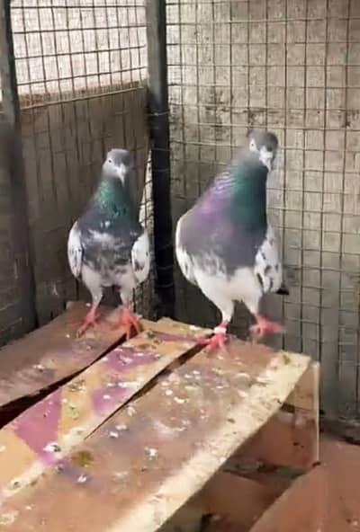 high flyers tedy pigeon