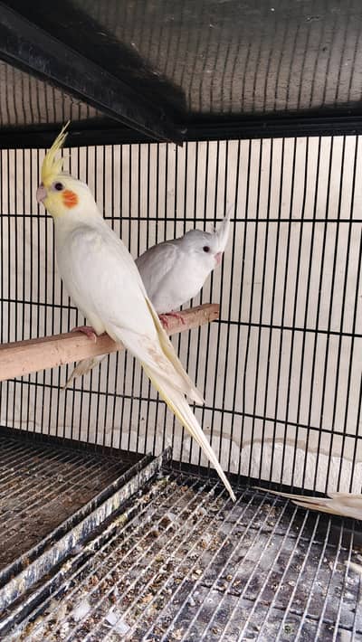 Ino & Common white Cockatiel chicks - cocktail pathay