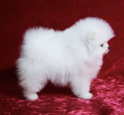 Pomeranian Puppy