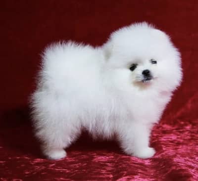 Pomeranian Puppy
