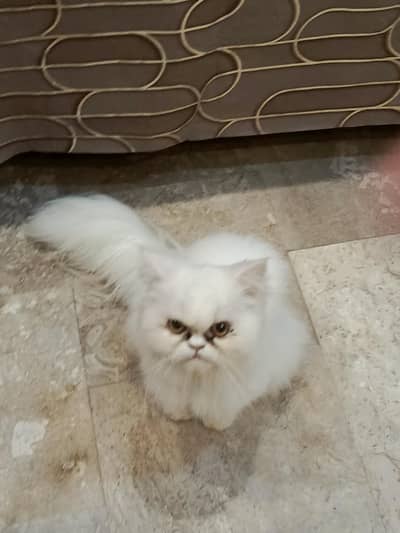 Extreme punch Face  Tripple Coated Kitten