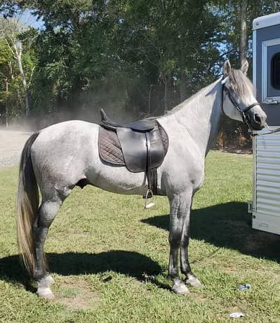 grey mixbred gelding