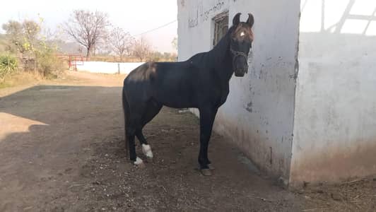 mushka desi gelding