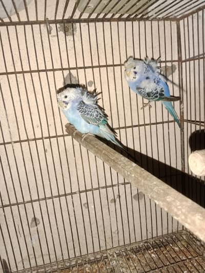 hogoromo vilot pair for sale