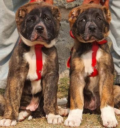 Turkish kangal pair dabal hadi Havey bone stacture security dogs for