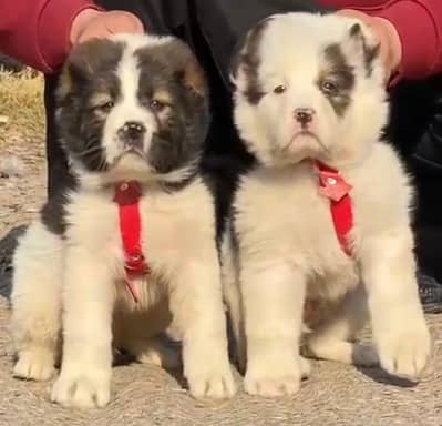 Alabai dabal hadi Havey bone stacture security dogs for sale