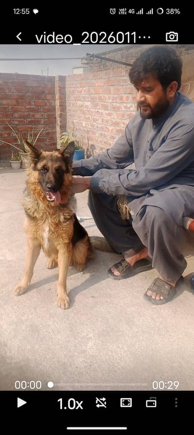 German Shepherd Dog | Long Coat | GSD German Shepherd