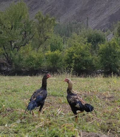 14 hens all price 35k