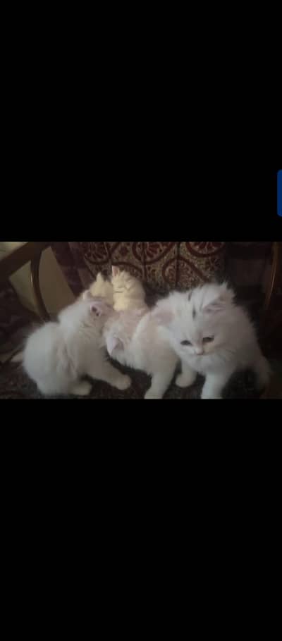 Persian Kittens