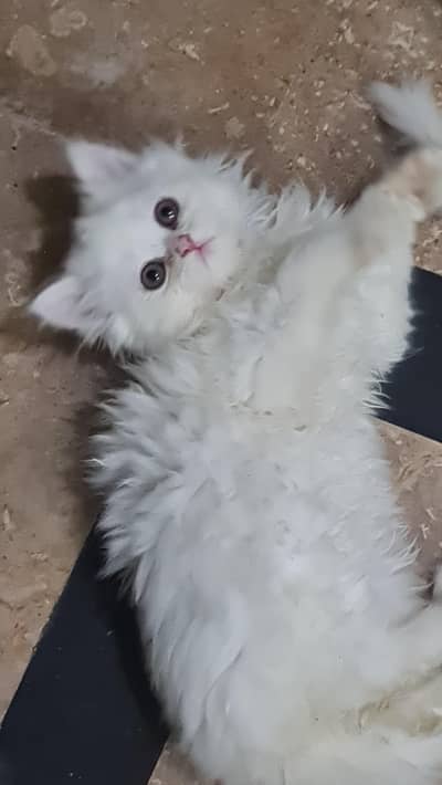 Persian kitten