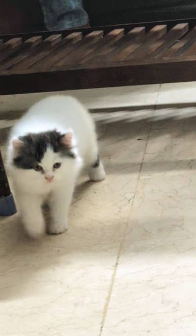 Pure persian punch face