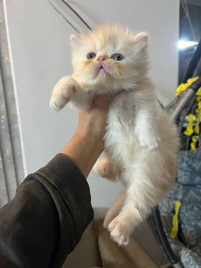 Pure persian punch face