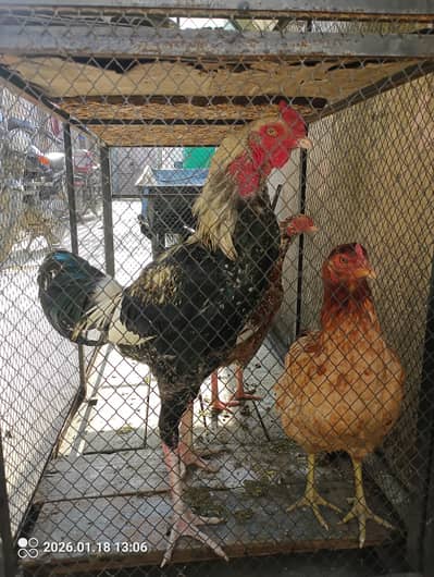 aseel pair or murgiyan