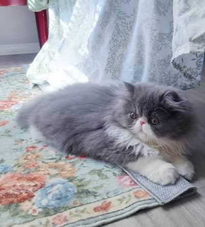 Persian Long coated kittens + Hamalayan long coated kittens For sale