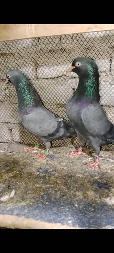 black teddy breeder pair for sale