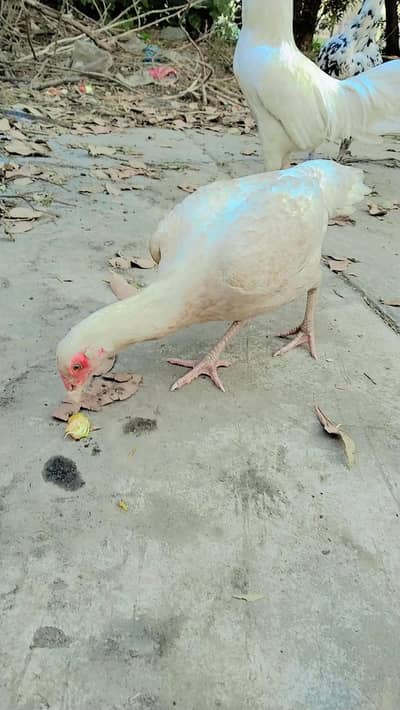 aseel best offer dono ly jao