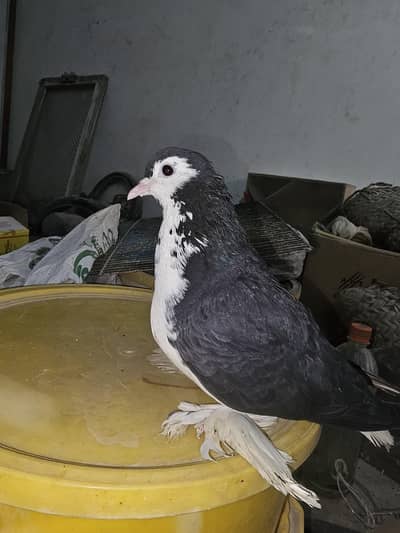 Female Pigeon