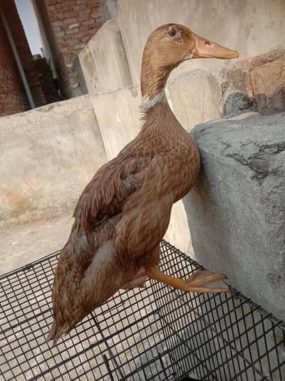 four ducks for sale argent sale candishan ok