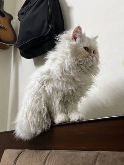 Tripple Coat Persian Female Kitten with odd eyes