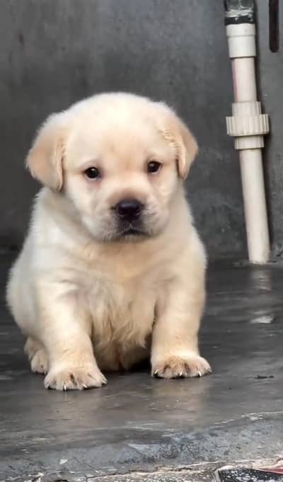 labrador puppy for sale 0309=0097784
