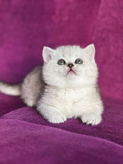 IMPORTED SCOTISH FOLD/ BRITISH SHORTHAIR KITTENS AVAILABLE FOR SALE