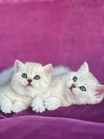 IMPORTED SCOTISH FOLD/ BRITISH SHORTHAIR KITTENS AVAILABLE FOR SALE