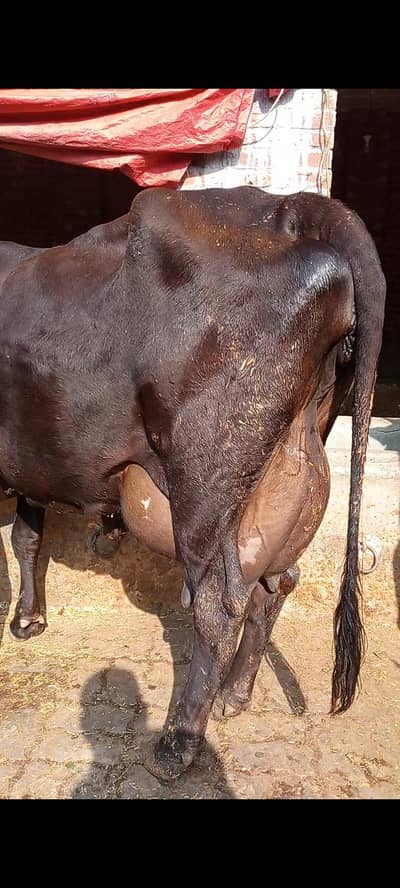 wleti cross cow