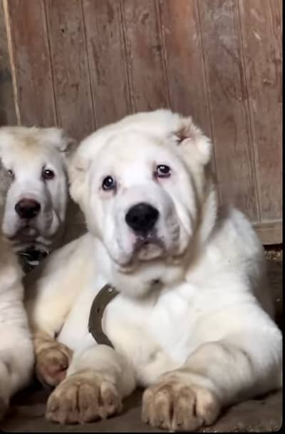 IMPORTED ALABAI PUPPIES - TOP QUALITY - HIGHLY PEDIGREED - AVAILABLE