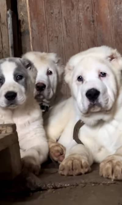 IMPORTED ALABAI PUPPIES - TOP QUALITY - HIGHLY PEDIGREED - AVAILABLE