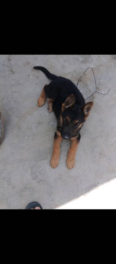 German shapherd dog long coat for sale 0309/5644/563