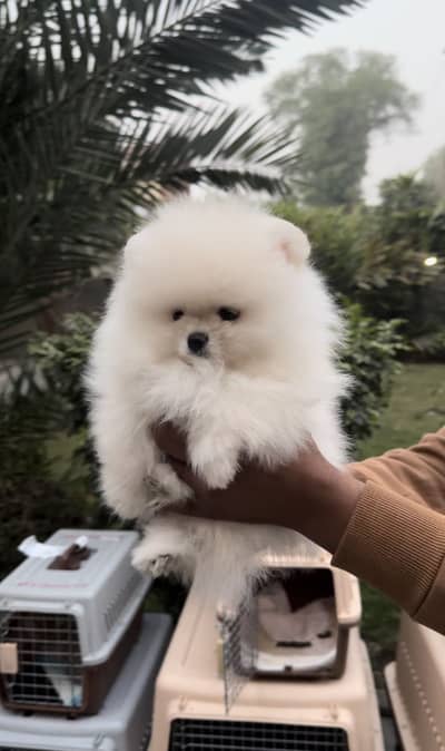 IMPORTED POMERANIANS - HIGH QUALITY PUPPIES AVAILABLE