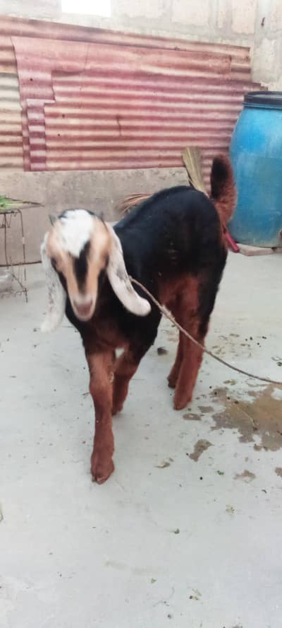 03198145299 what's up number