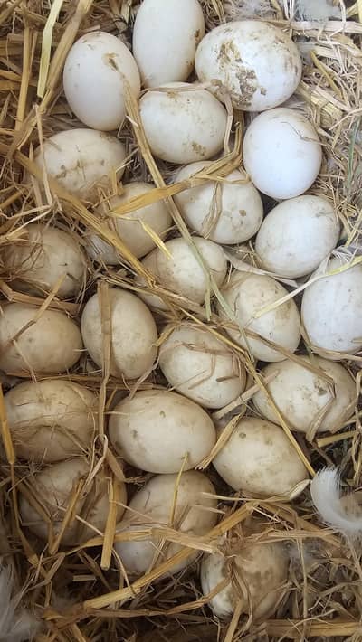 fresh  duck eggs