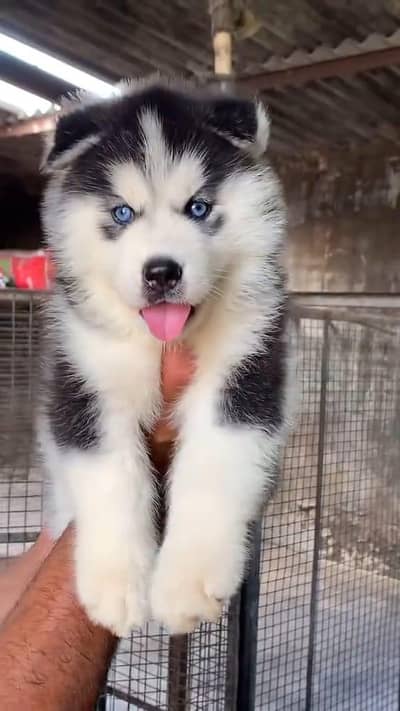 Siberian husky puppy for sale 0309=0097784