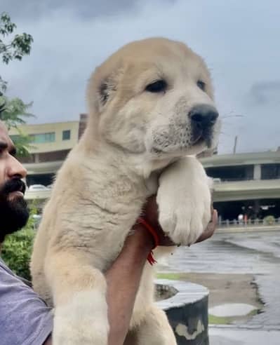 IMPORTED ALABAI XL SIZE PUPPIES ARE AVAILABLE FOR SALE