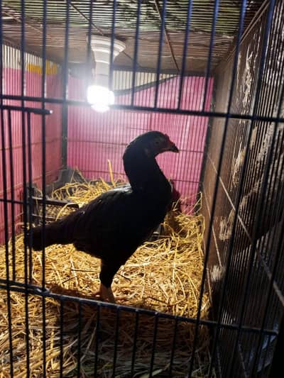 Aseel mianwali long hight female available for sale