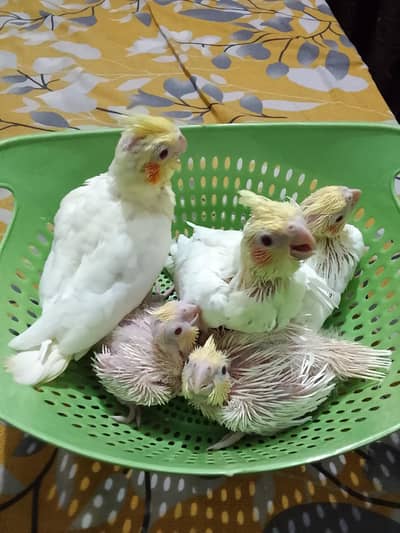 hend feed check cream cocktail