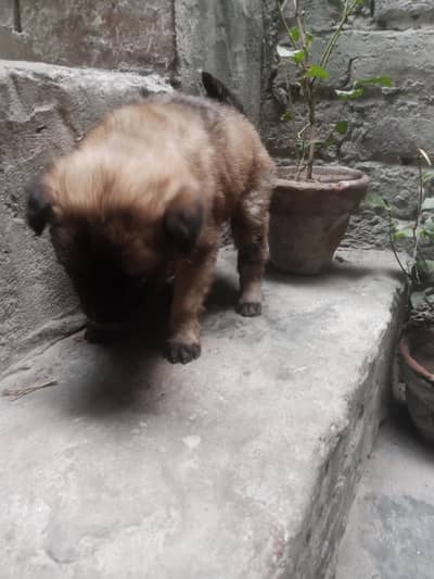 alseshan bagyari puppy for sale