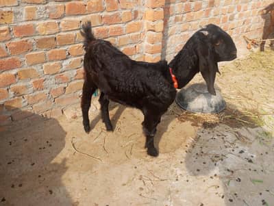 1 month ki cross bakri