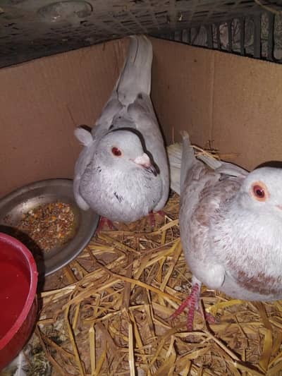 full breeder pair healthy and Activ hai