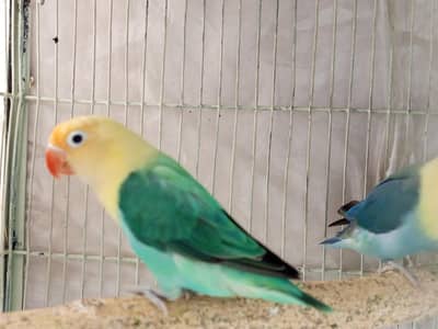 Parblue opaline split pale fellow breeder pair