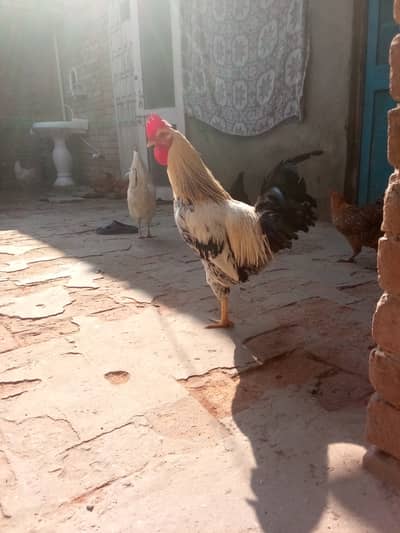 Desi Murga for sale. Rs. 3000 (2kg)