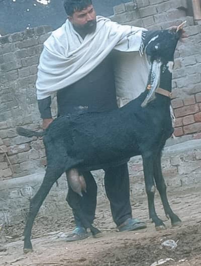 Beetal doodh wali or Gabn path sale