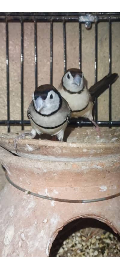 owl finches pair / cocktail pair / BFBBfinches.